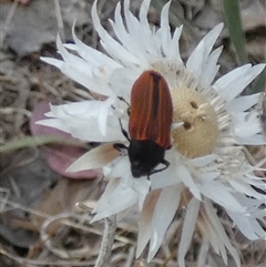 Castiarina erythroptera at Queanbeyan West, NSW - 9 Nov 2024