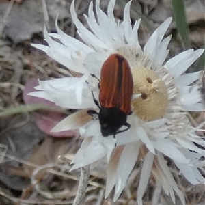 Castiarina erythroptera at Queanbeyan West, NSW - 9 Nov 2024