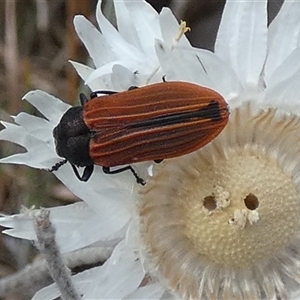 Castiarina erythroptera at Queanbeyan West, NSW - 9 Nov 2024