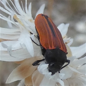 Castiarina erythroptera at Queanbeyan West, NSW - 9 Nov 2024