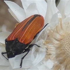 Castiarina erythroptera at Queanbeyan West, NSW - 9 Nov 2024