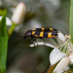 Castiarina interstitialis (A jewel beetle) at Cotter River, ACT - 6 Nov 2024 by DPRees125