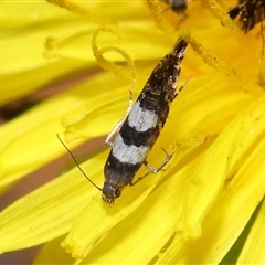 Glyphipterix (genus) at Yarralumla, ACT - 5 Nov 2024 12:38 PM