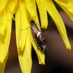 Glyphipterix (genus) at Yarralumla, ACT - 5 Nov 2024 12:38 PM