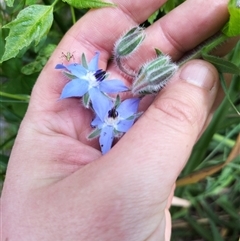 Borago officinalis (Borage, Tailwort) at Evatt, ACT - 1 Nov 2024 by rbannister