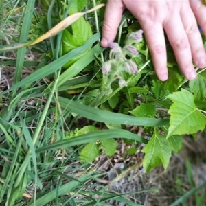 Borago officinalis at Evatt, ACT - 1 Nov 2024