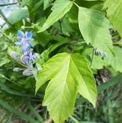 Borago officinalis at Evatt, ACT - 1 Nov 2024 10:42 AM