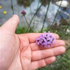 Verbena incompta (Purpletop) at Evatt, ACT - 31 Oct 2024 by rbannister