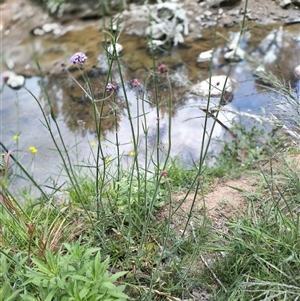 Verbena incompta at Evatt, ACT - 1 Nov 2024