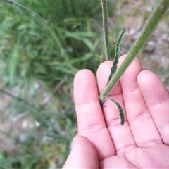 Verbena incompta at Evatt, ACT - 1 Nov 2024