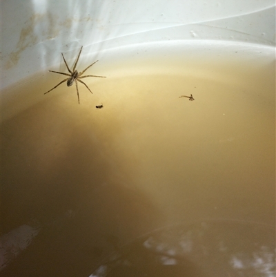 Dolomedes (genus) (Fishing spider) at Evatt, ACT - 1 Nov 2024 by rbannister