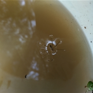 Dolomedes sp. (genus) at Evatt, ACT - 1 Nov 2024