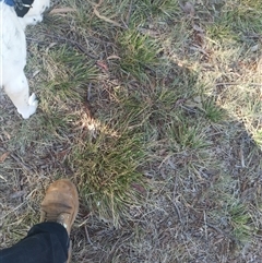 Nassella neesiana (Chilean Needlegrass) at Evatt, ACT - 6 Nov 2024 by rbannister