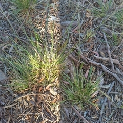 Nassella neesiana at Evatt, ACT - 6 Nov 2024 08:47 AM