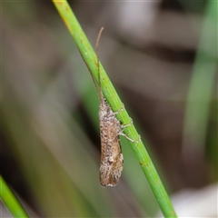 Lecithoceridae (family) at Tharwa, ACT - 6 Nov 2024 by DPRees125