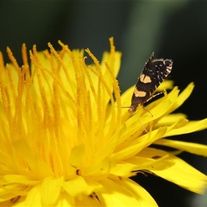 Glyphipterix (genus) at Yarralumla, ACT - 5 Nov 2024 12:40 PM