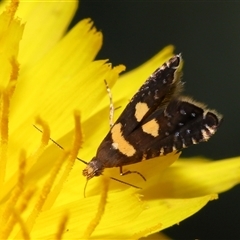 Glyphipterix (genus) at Yarralumla, ACT - 5 Nov 2024 12:40 PM