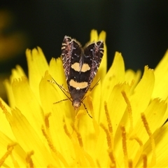 Glyphipterix (genus) at Yarralumla, ACT - 5 Nov 2024 12:40 PM