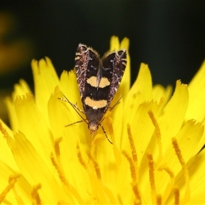 Glyphipterix (genus) at Yarralumla, ACT - 5 Nov 2024 12:40 PM