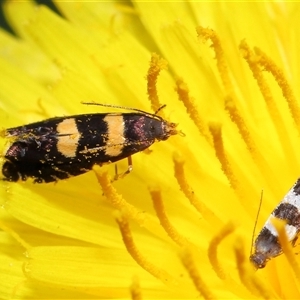 Glyphipterix (genus) at Yarralumla, ACT - 5 Nov 2024 12:40 PM