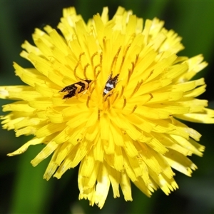 Glyphipterix (genus) at Yarralumla, ACT - 5 Nov 2024