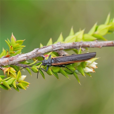 Unidentified Stonefly (Plecoptera) at Tharwa, ACT - 6 Nov 2024 by DPRees125