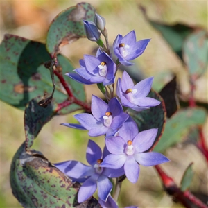 Thelymitra alpina at Cotter River, ACT - suppressed