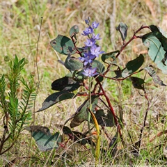 Thelymitra alpina at Cotter River, ACT - suppressed