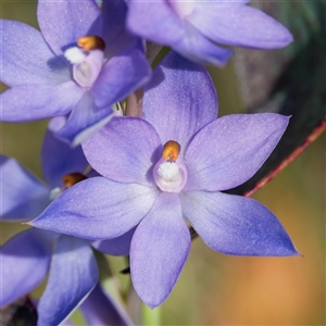 Thelymitra alpina at Cotter River, ACT - suppressed