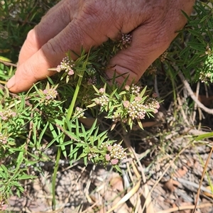 Platysace lanceolata at Bermagui, NSW - 8 Nov 2024