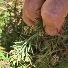 Platysace lanceolata at Bermagui, NSW - 8 Nov 2024