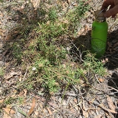 Platysace lanceolata at Bermagui, NSW - 8 Nov 2024