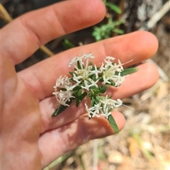 Pimelea linifolia (Slender Rice Flower) at Bermagui, NSW - 8 Nov 2024 by TheCrossingLand