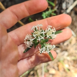 Pimelea linifolia at Bermagui, NSW - 8 Nov 2024 02:00 PM