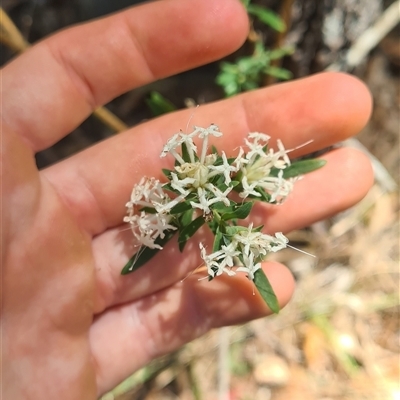 Pimelea linifolia (Slender Rice Flower) at Bermagui, NSW - 8 Nov 2024 by TheCrossingLand