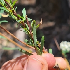 Pimelea linifolia at Bermagui, NSW - 8 Nov 2024 02:00 PM