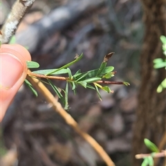 Pimelea linifolia at Bermagui, NSW - 8 Nov 2024