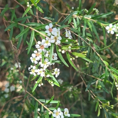 Sannantha pluriflora (Twiggy Heath Myrtle, Tall Baeckea) at Bermagui, NSW - 8 Nov 2024 by TheCrossingLand