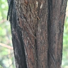 Sannantha pluriflora at Bermagui, NSW - suppressed