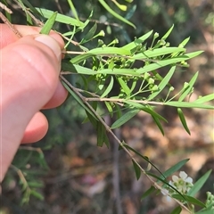 Sannantha pluriflora at Bermagui, NSW - 8 Nov 2024