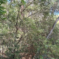 Sannantha pluriflora at Bermagui, NSW - 8 Nov 2024