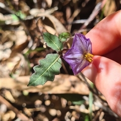 Solanum pungetium (Eastern Nightshade) at Bermagui, NSW - 8 Nov 2024 by TheCrossingLand