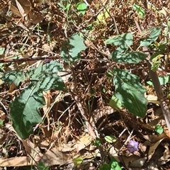 Solanum pungetium at Bermagui, NSW - 8 Nov 2024 01:45 PM