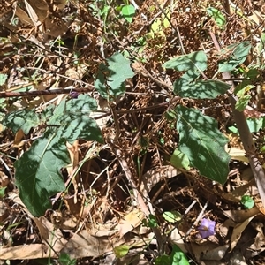 Solanum pungetium at Bermagui, NSW - 8 Nov 2024