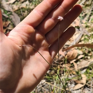 Xanthosia atkinsoniana at Bermagui, NSW - 8 Nov 2024 01:31 PM