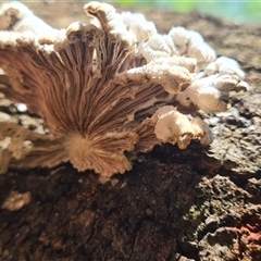 Schizophyllum commune (Split Gill Fungus) at Bermagui, NSW - 8 Nov 2024 by TheCrossingLand