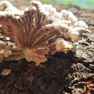 Schizophyllum commune at Bermagui, NSW - 8 Nov 2024