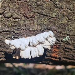 Schizophyllum commune at Bermagui, NSW - 8 Nov 2024