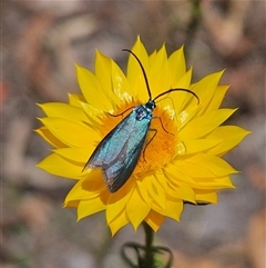 Pollanisus (genus) (A Forester Moth) at Carwoola, NSW - 8 Nov 2024 by MatthewFrawley