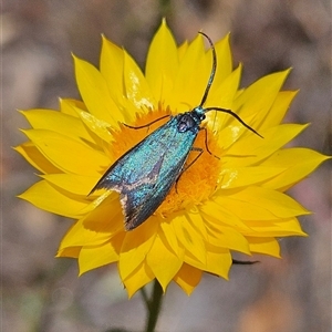 Pollanisus (genus) at Carwoola, NSW - 8 Nov 2024